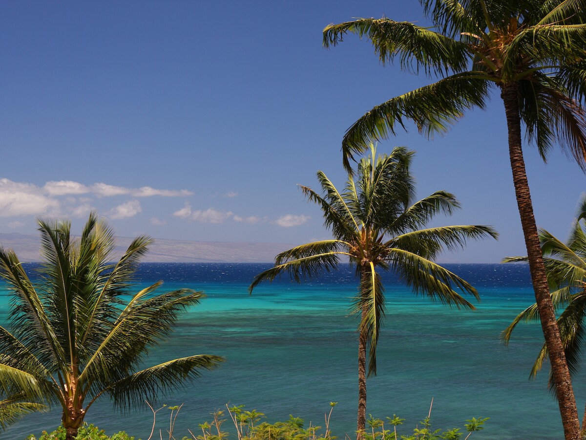 A tropical beach scene with palm trees, turquoise water, and a clear blue sky in the background, creating a serene and inviting atmosphere.